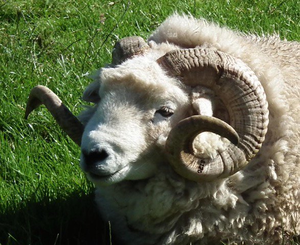 farmfoodtours's tweet image. We're delighted to welcome West Ilkerton Farm as our latest tour host producing Red Ruby Devon beef cattle and Exmoor Horn sheep and also an opportunity to meet Exmoor ponies and maybe spot some Red Deer. Contact us to arrange a tour.