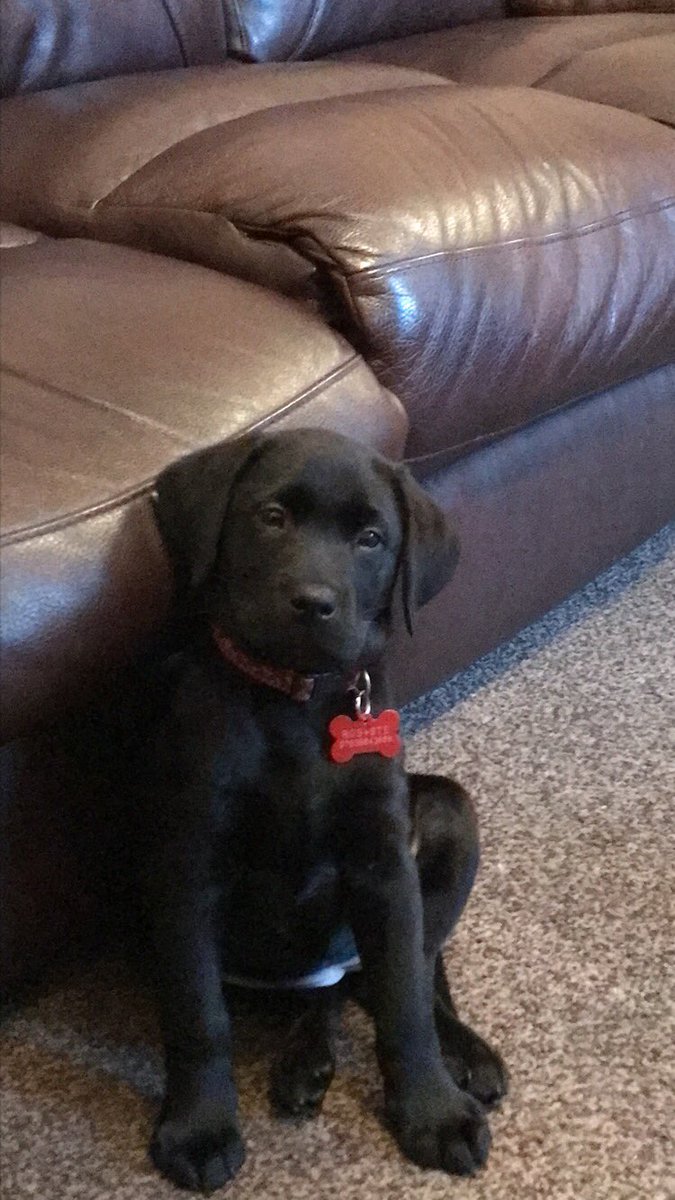 As if butter wouldn’t melt! #labrador #puppy #princess