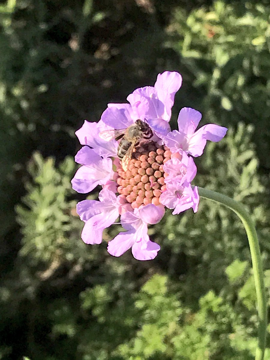 Edelweiss_Delp's tweet image. In the summer a worker #bee only lives for about 40 days. As no young are raised over the winter months, the workers born in the autumn will live until the following spring. Enjoyed watching this little one at work;) 🐝🍃 #beesatwork #Honeybee