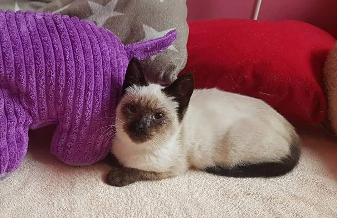 PeluditosdeEmma's tweet photo. QUIQUE OS DA LOS BUENOS DÍAS
Mirar quién asoma el hociquito por aquí. Es nuestro pequeño Quique. 
¿Me vais a decir que no está para comérselo a besos?Es todo un mimoso, muy bueno y tranquilo.Si al verlo se te han llenado los ojos de corazoncitos,contacta con nosotros por privado https://t.co/oqKyG9kxHu