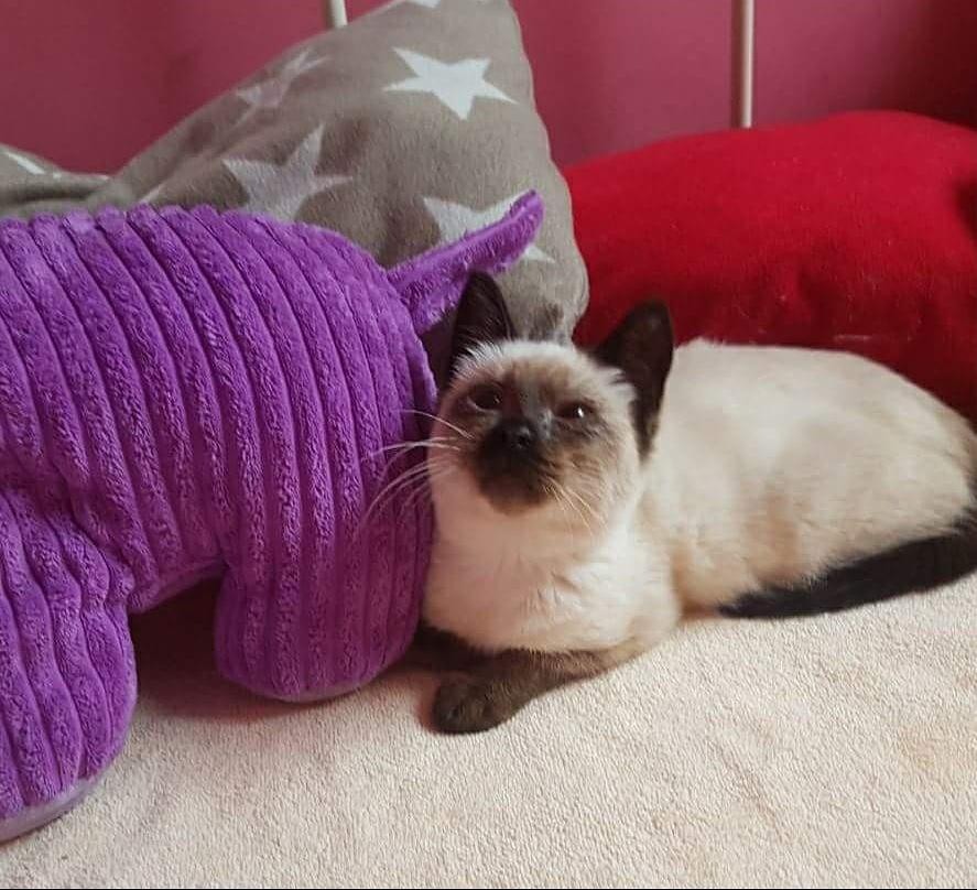 PeluditosdeEmma's tweet photo. QUIQUE OS DA LOS BUENOS DÍAS
Mirar quién asoma el hociquito por aquí. Es nuestro pequeño Quique. 
¿Me vais a decir que no está para comérselo a besos?Es todo un mimoso, muy bueno y tranquilo.Si al verlo se te han llenado los ojos de corazoncitos,contacta con nosotros por privado https://t.co/oqKyG9kxHu