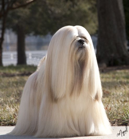 Manda_like_wine's tweet photo. when u do your hair for brunch and they cancel https://t.co/48hskgDdBD