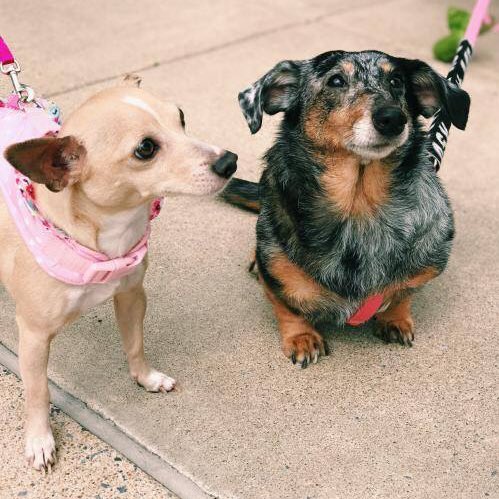 marcie_lilly's tweet photo. Come meet us &amp; a few of our best friends today. Pet Valu Manassas 11-2pm. https://t.co/gYFVLZ1Gnl #rescuedogs #AdoptADog #fosterdogs #adoptionevent #home #Homewithyou #SaturdayMorning  @dogcelebration @dogandpuplovers https://t.co/m5XMopwAMG