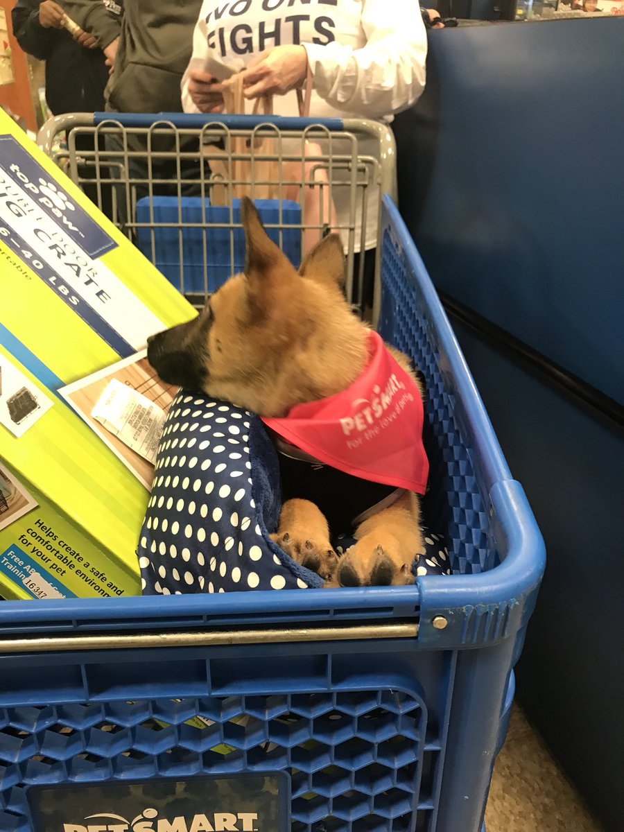 Devbecker__'s tweet photo. Took my dog to petsmart for the first time and it was the best thing in the world https://t.co/V5bgrNEesm