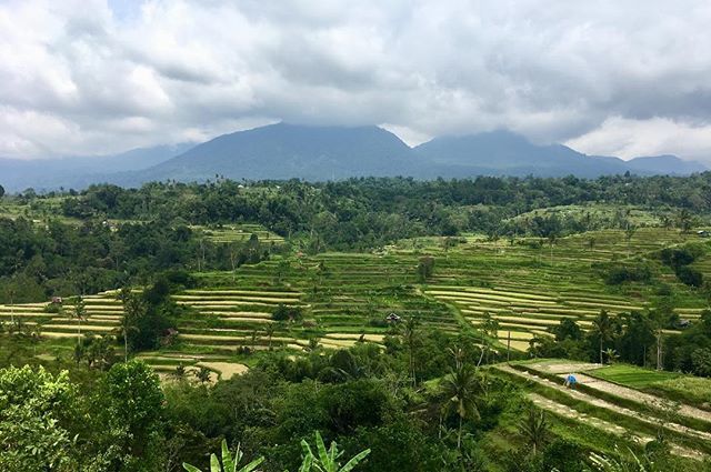 TuPawlicki's tweet photo. #bali #worldcaptures #travelphotography #worldcaptures #indonesia #pacungriceterrace #pacung #photography #photooftheday #landscapephotography #landscape Bali, Pacung, January 2018 https://t.co/dZlXhknmUu https://t.co/uU99jS6vaM