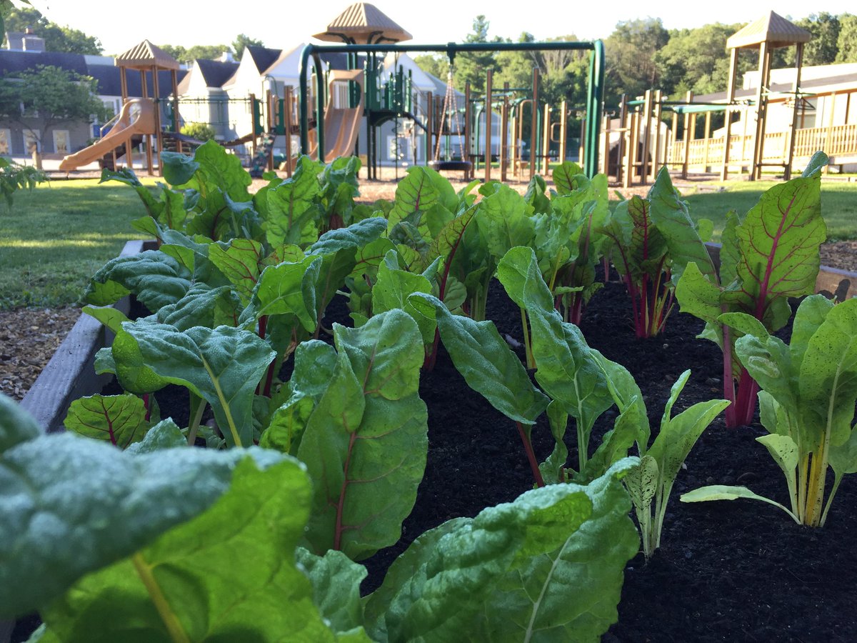 Jack Connor (@fisdjackconnor) on Twitter photo "The future of our business feels like farms on schools" - <a href="/chefmulligan/">Ray Mulligan</a> <a href="/FlikISDining/">FLIK Independent School Dining</a> I couldn't agree more!! The <a href="/MeadowbrookMA/">The Meadowbrook School</a> experitenial school garden classroom is already in progress! #flikmeets #permaculture #veggies "The future of our business feels like farms on schools" - <a href="/chefmulligan/">Ray Mulligan</a> <a href="/FlikISDining/">FLIK Independent School Dining</a> I couldn't agree more!! The <a href="/MeadowbrookMA/">The Meadowbrook School</a> experitenial school garden classroom is already in progress! #flikmeets #permaculture #veggies