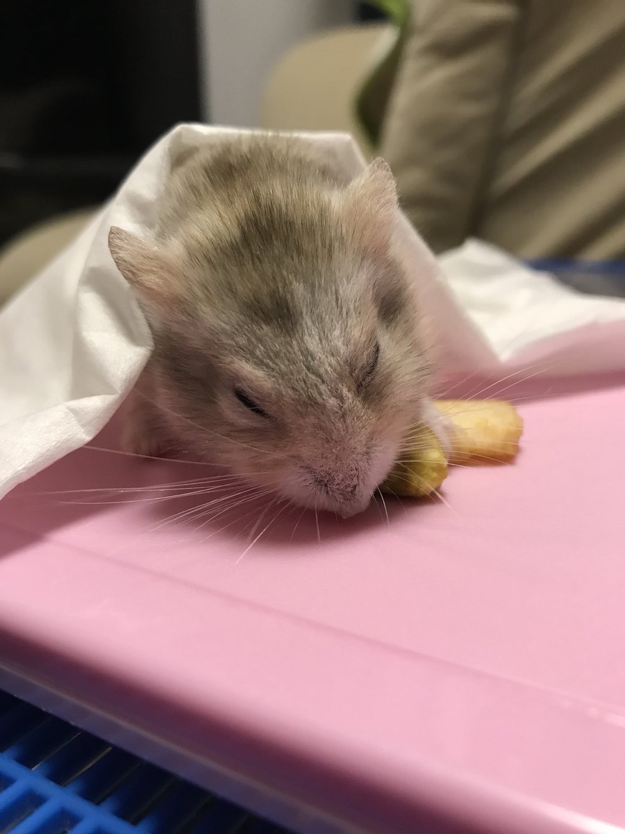 はむじゃっく はむじゃっく 老衰 変なところで冷たくなって寝てたから急いで温めた とりあえず私のお腹で 元気になってくれええぇ ハムスター はむすたー はむじゃっく プディング 老衰 まさかの冬眠