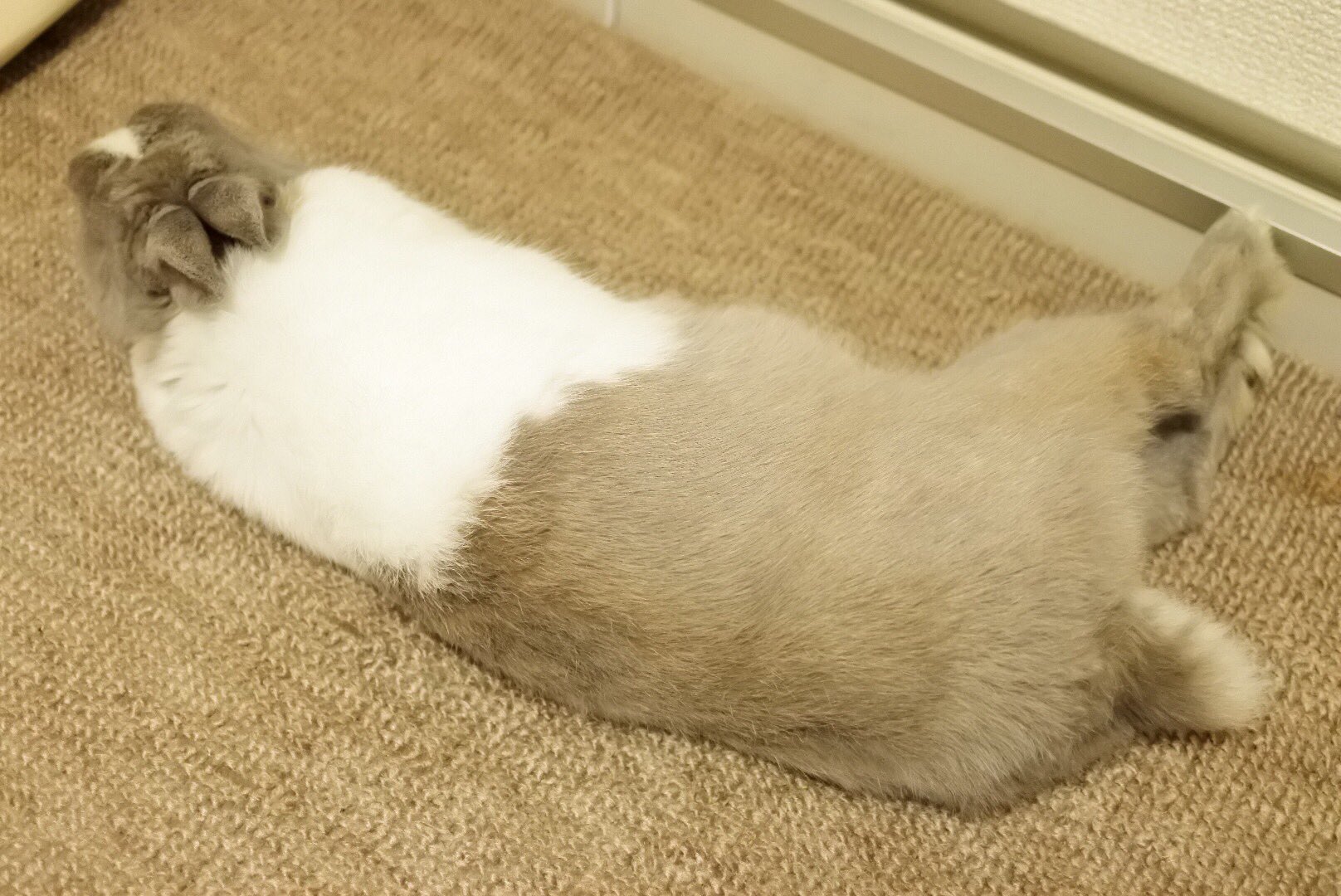 えったんの飼い主 うさぎと暮らしていなければうんこを素手で取って うんち大きいねー いいねー 可愛いねー なんて言えないと思う T Co Ji3pqhchyv Twitter えったんの飼い主 うさぎと暮らしていなければうんこを素手で取って うんち大きいねー いいねー 可愛いねー なんて言えないと思う T Co Ji3pqhchyv Twitter