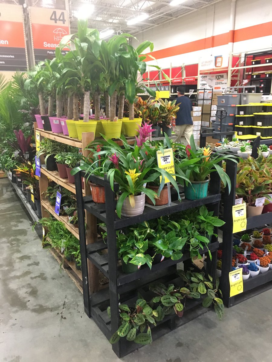 JeffGLNursery's tweet photo. It’s warm inside at the Tropical display at Home Depot 170 https://t.co/wciVmUZ8sD