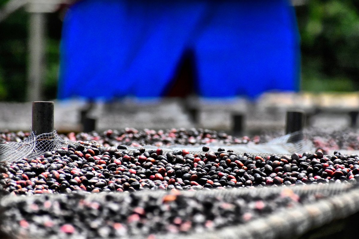#Coffeecherries drying on our metal drying beds. Commonly built with wood, drying beds contribute to #deforestation. By using metal, we hope to promote these #alternativeoptions among locals. 
#KonjoCoffee #Ethiopia #Sustainable #ForestFriendly #WildForCoffee #ThinkLocalActGlobal