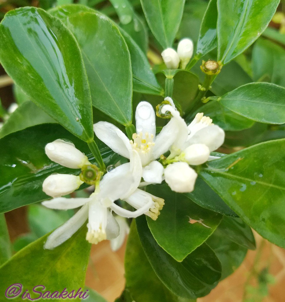  #HomeGarden Those Orange blooms smell Divine!