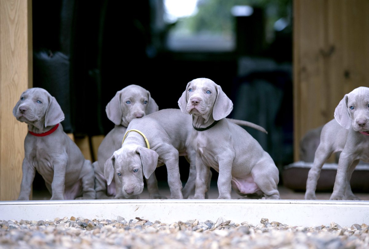 BrookLappingPro's tweet photo. Follow our #Weimeraners as they find new found friends in a mini human. Tonight on Channel 5, 6pm #WonderfulWorldOfPuppies https://t.co/v3I6paFpec