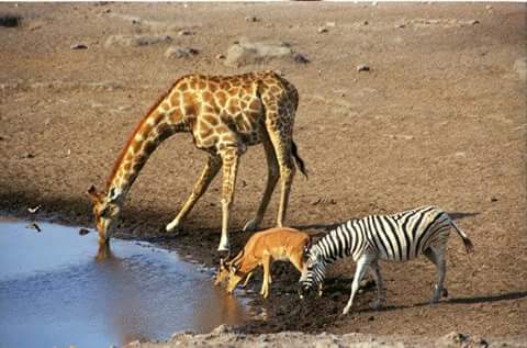 BWGovernment's tweet photo. BOTSWANA is a waterhole country. Images by visitors. #MyWaterholecountry https://t.co/JeouSIkMzg