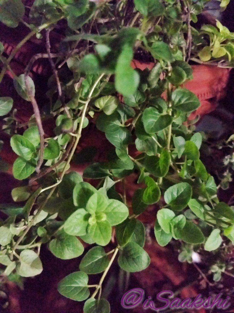Oregano. Had withered away, but came back fresh! And, Shwetark blooms... It's said, when white Shwetark blooms, it means the Vastu of your dwelling is balanced/corrected.  #HomeGarden