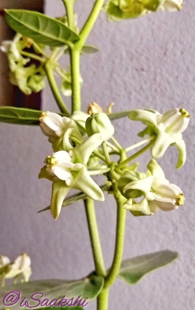 Oregano. Had withered away, but came back fresh! And, Shwetark blooms... It's said, when white Shwetark blooms, it means the Vastu of your dwelling is balanced/corrected.  #HomeGarden