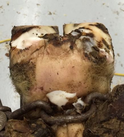 DiamondHoofCare's tweet photo. Hoof trimming: An art lacking science? Via @DairyHerd @dairycowfootdoc https://t.co/hmHdnbuPiF #AllAboutHooves #lamenesscontrol #dairy https://t.co/cCddyUc5et
