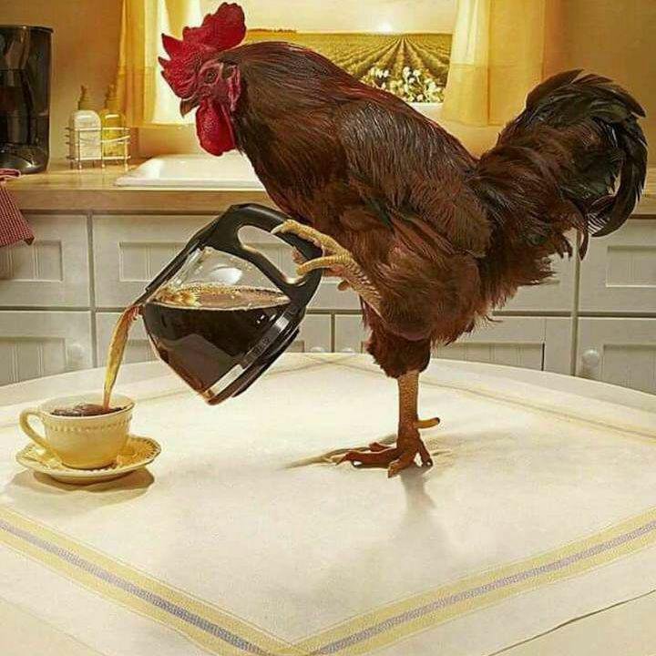 tisapee's tweet photo. از وقتی تخم مرغ گرون شده همه کارای خونه افتاده گردن خروسا 😒😁😂 https://t.co/wIUN1YjCjG