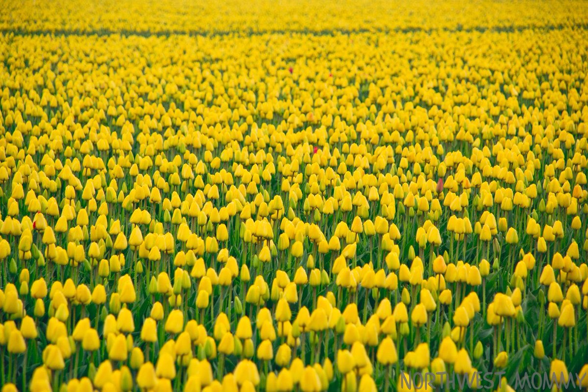 WalterGilliam's tweet image. “Kindergarten” literally means “garden of children.” 

The German educator Fröbel fabricated this word to create a visual image of how best to support the natural development of young children.

Which of these pics looks most like your visual image of a “garden of children”?