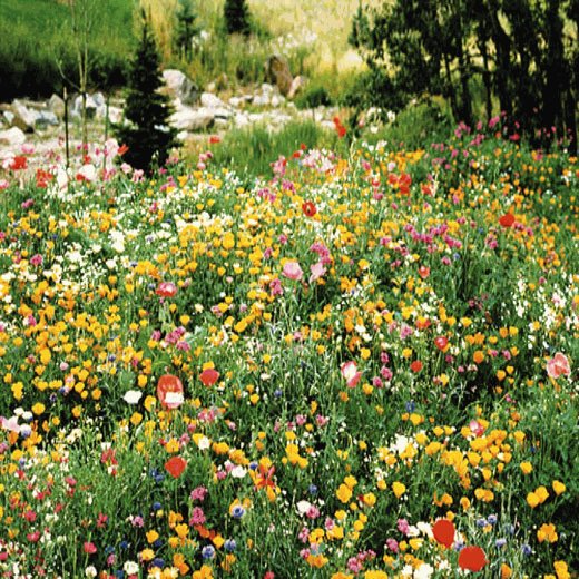 WalterGilliam's tweet image. “Kindergarten” literally means “garden of children.” 

The German educator Fröbel fabricated this word to create a visual image of how best to support the natural development of young children.

Which of these pics looks most like your visual image of a “garden of children”?