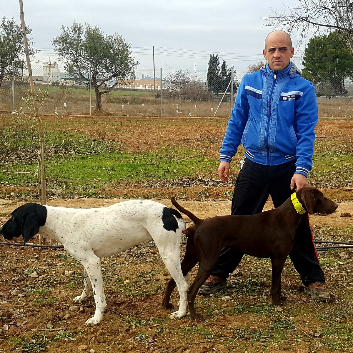 Alberto Martinez (@dogbrac) on Twitter photo 