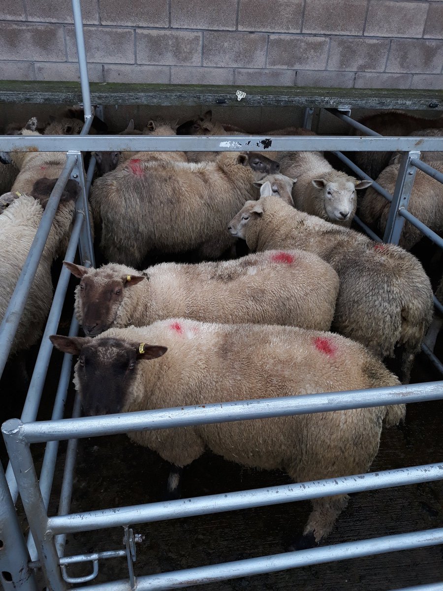 BlkPoplarSheep's tweet photo. Got some hoggs away today to @NewarkLivestock. Not looking their best due to all the wet weather we've had in the last couple of weeks!! Sold well though 40.5kg £81 and 42.5kg £80. #Roussin #Grassreared #Noconcentrate https://t.co/X7plTTLI8w