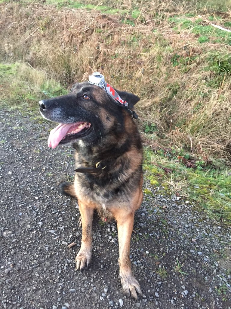 RpdKato's tweet photo. This is the only thing getting me through my nighttime walks 🐾 https://t.co/RNbq1WEf0U