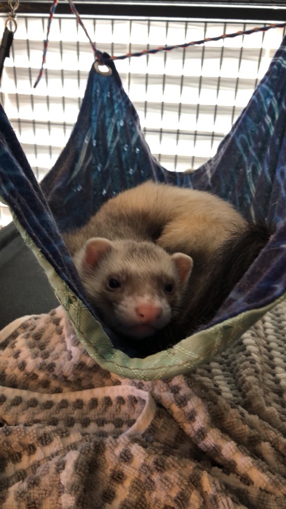 k_selof's tweet photo. Wishing I was like my little Obi today, but getting my hectic life in order instead! #TTLs18 https://t.co/lWNoH1q2X8
