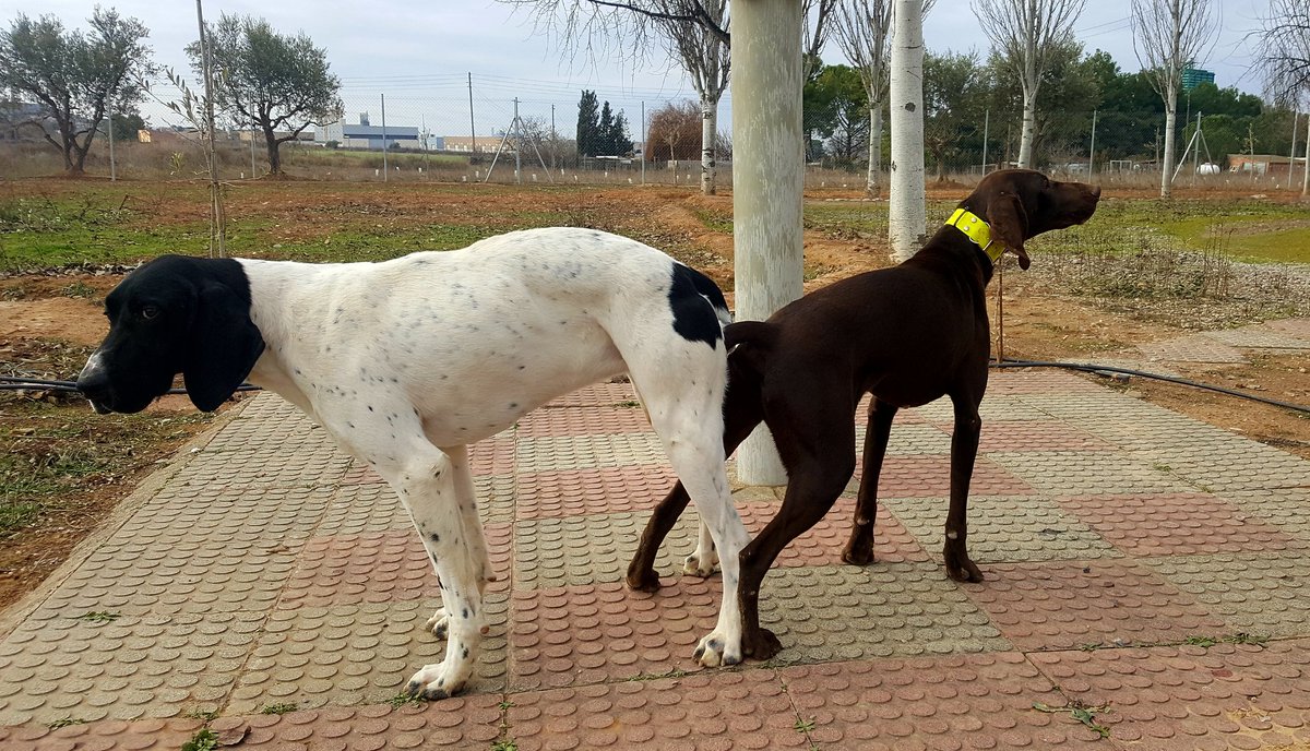 Alberto Martinez (@dogbrac) on Twitter photo 