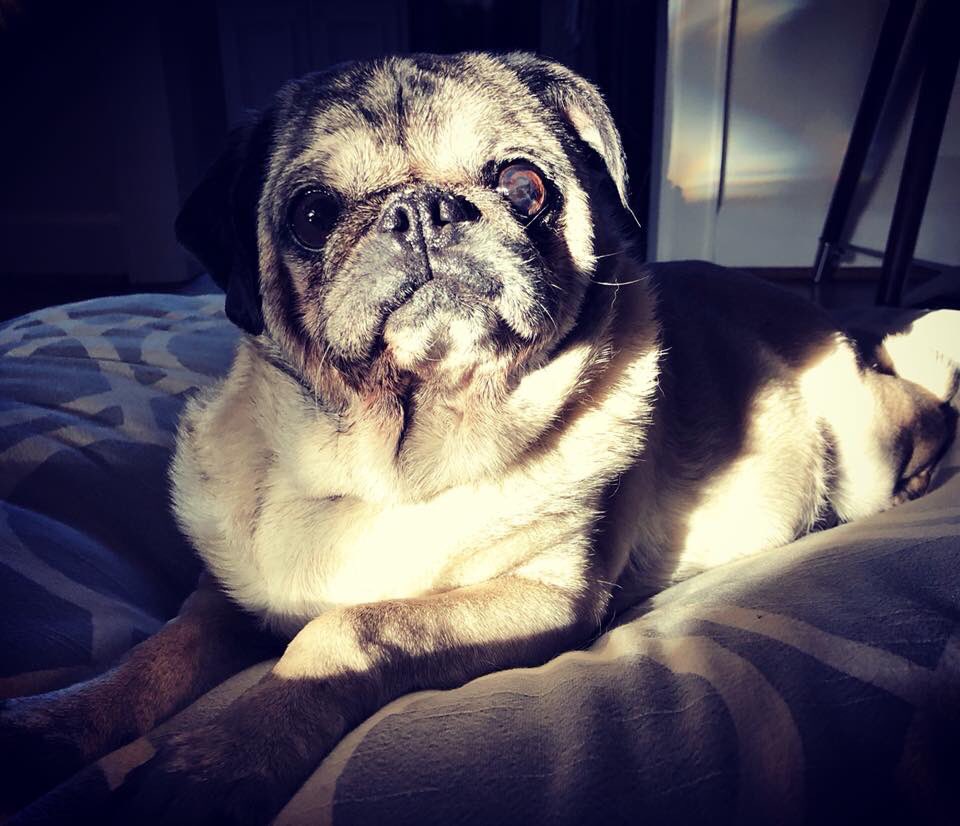Please welcome newest foster Prudence Odette! She’s a 13yr old beauty who’s owner passed away earlier this week☹️She’s settling in well though. #PugHearts #puglife #houston #htown #texas #tx #pug #pugs #fawnpug #blackpug #pugmix #rescue #foster #adopt #AdoptDontShop #puglove