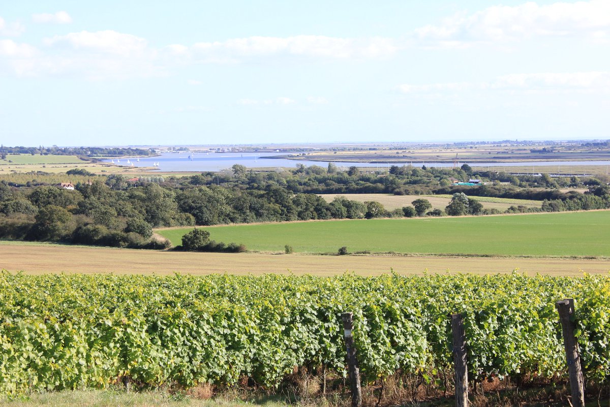 Clayhill Vineyard tweet media