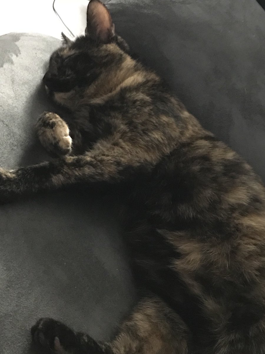 Princesse_Kaya's tweet photo. Nouveau canapé 😻😻😻 https://t.co/TWIWezQasH