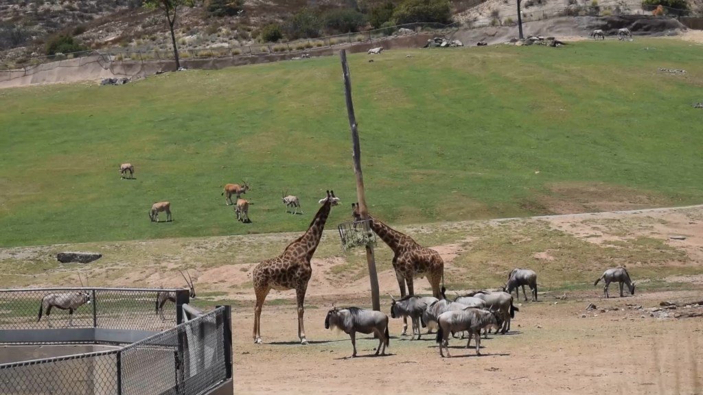 San Diego Zoo Safari Park guideforthetraveler.com/2018/01/13/san…