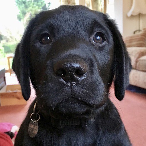 Hearing Dogs for Deaf People tweet media