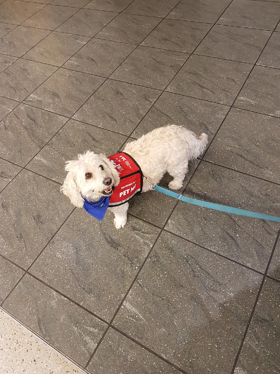 GaryGzik's tweet photo. My day is made at the Calgary Airport @FlyYYC dogs wandering the airport for people to pet and play with! #calgaryairport #calgary #dogs #happy #bestpartofmyday #nostress #therapyprogram https://t.co/75aCE5egMH