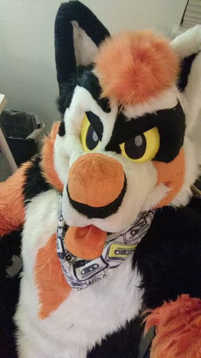 Diggyroo's tweet photo. Gmorning..we have dog things to do today! Hop to! 😎👌 https://t.co/3PvZshlxG4