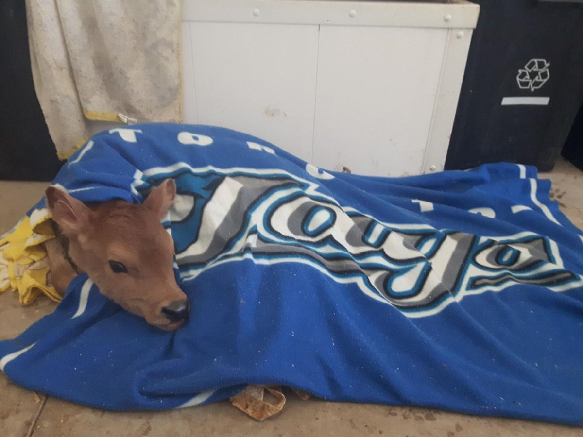 FarmerNerd's tweet photo. Our Newest and Cutest @BlueJays fan needed a good Warmup this morning.  She is very happy about her first feeding https://t.co/E2eW12bj9z