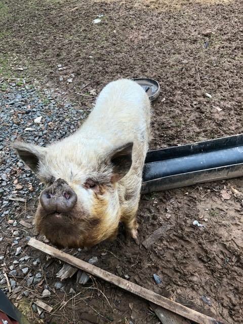 curlytailspigs's tweet photo. https://t.co/SEHBGj2ttT
*URGENT #URGENT* These 2 Kune #pigs are going to be slaughtered on Friday if I can't get them to the sanctuary.
They are 5 years old and the owners just don't want them anymore. Please help me if you can, I desperately need the #funds to build them a pen https://t.co/EXBfa2stQG