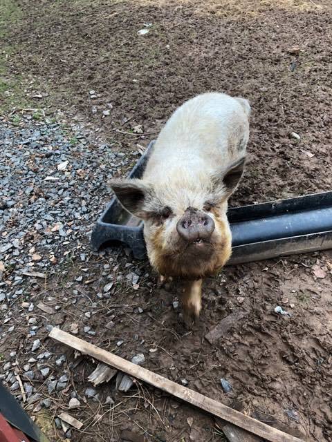 curlytailspigs's tweet photo. https://t.co/SEHBGj2ttT
*URGENT #URGENT* These 2 Kune #pigs are going to be slaughtered on Friday if I can't get them to the sanctuary.
They are 5 years old and the owners just don't want them anymore. Please help me if you can, I desperately need the #funds to build them a pen https://t.co/EXBfa2stQG