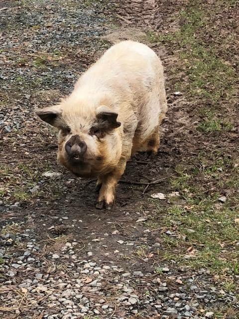 curlytailspigs's tweet photo. https://t.co/SEHBGj2ttT
*URGENT #URGENT* These 2 Kune #pigs are going to be slaughtered on Friday if I can't get them to the sanctuary.
They are 5 years old and the owners just don't want them anymore. Please help me if you can, I desperately need the #funds to build them a pen https://t.co/EXBfa2stQG