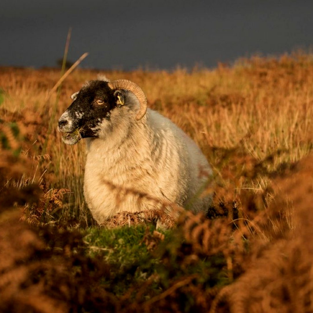 TheBestofExmoor's tweet image. #Exmoor has many scenes to watch which are beautiful. This scene is one of them. 😉
(Image from drewmcdonald.photography) bit.ly/2mjKFvs #Devon #Lynton
