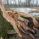 TIBommelerwaard's tweet photo. Zin in een wandeling in de #Bommelerwaard? Benieuwd welke natuurgebieden er allemaal zijn in de #Bommelerwaard? Bekijk het hier: https://t.co/JewTm3NCDB https://t.co/U64lXpkfc0