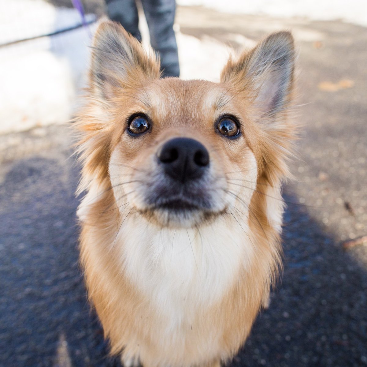 border collie cross pomeranian