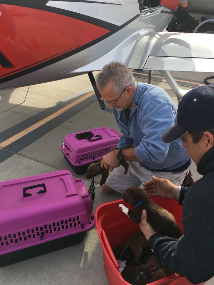 PilotsNPaws's tweet photo. Testament of the love for #PNP #Pilot #BillKinsinger. Photos of his Freedom Flights from rescuers keep pouring in. One of Bill's last,  flying 10 newborns abandoned in a barn, plus mama dog, Kalsea &amp; her 8 pups. Fuller the plane, happier Bill was! #PrayingForAMiracle @louwegner https://t.co/HRMIYkLMNH