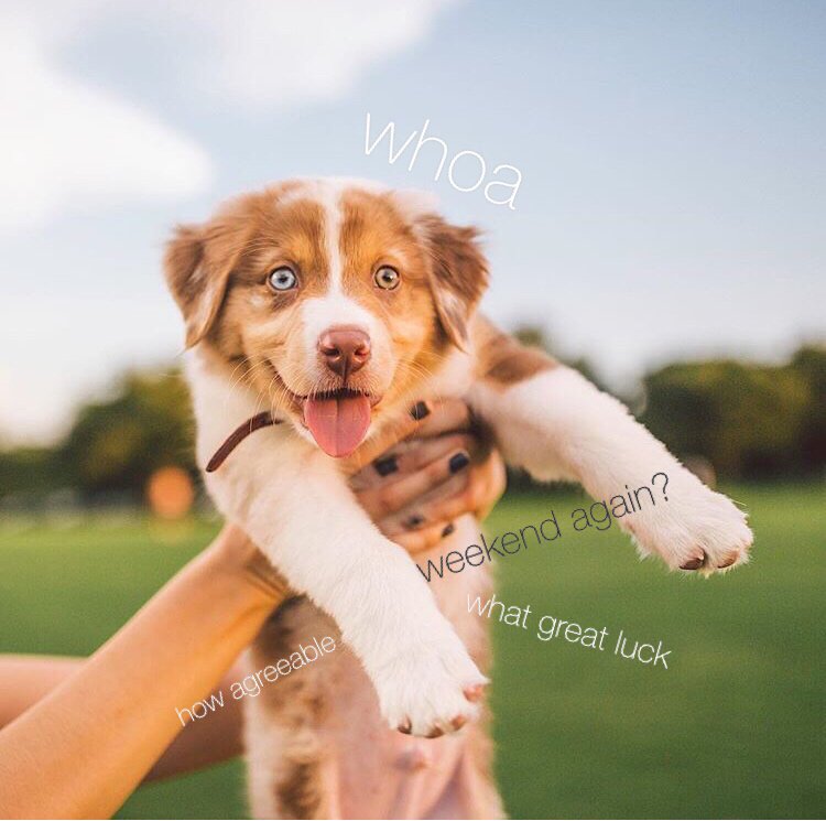 Here’s puppy Waffles, pawsitively excited for the weekend ☝️