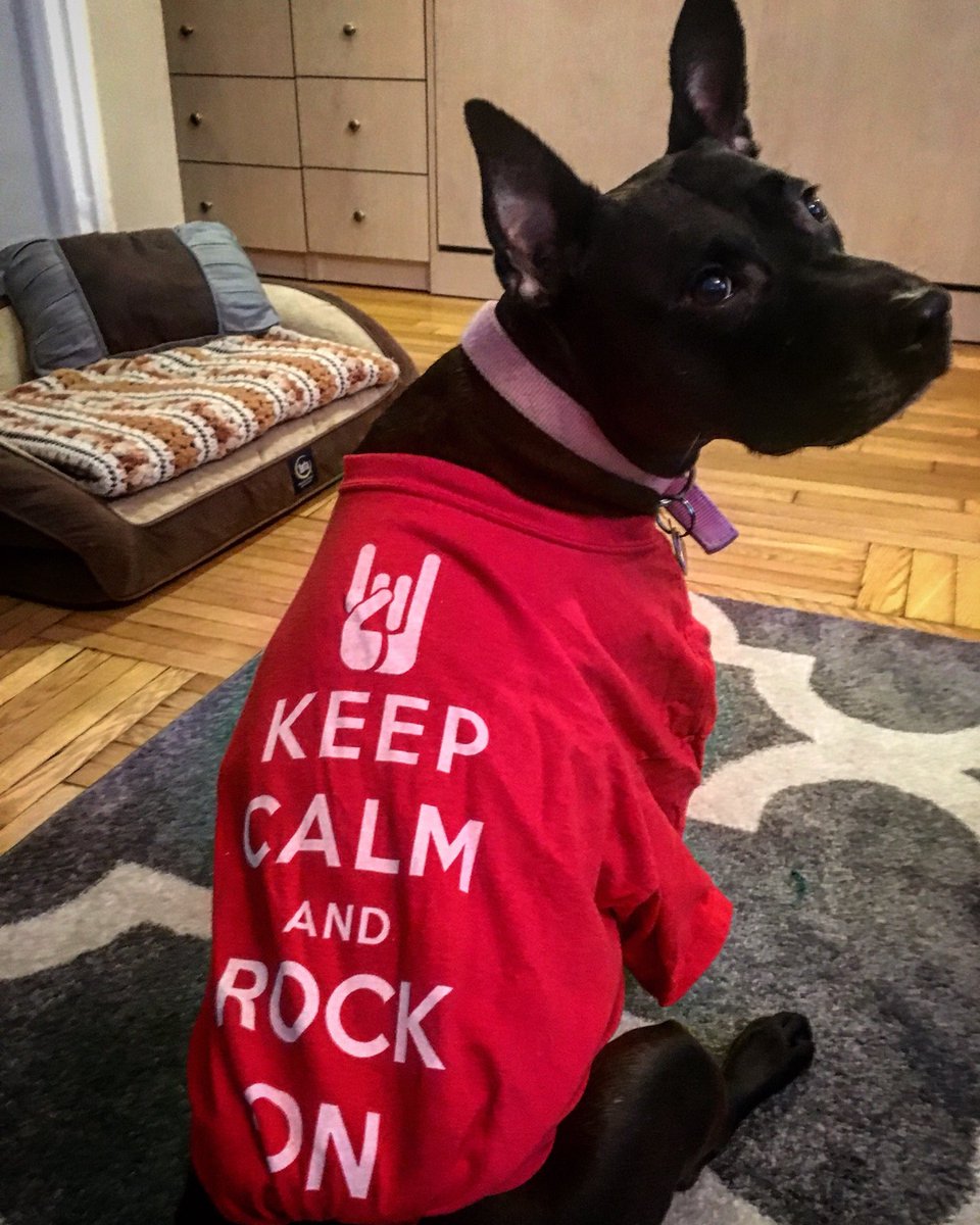 jswimm1's tweet photo. Some days I wish I could bring Sara to @SoRmusical to hang out in the dressing room. She’s even got her own costume🤘🐶. What do you think??? #DogsOfRock #SORMusical #Broadway #AdoptDontShop #PetsOfBroadway https://t.co/On56khPxwT