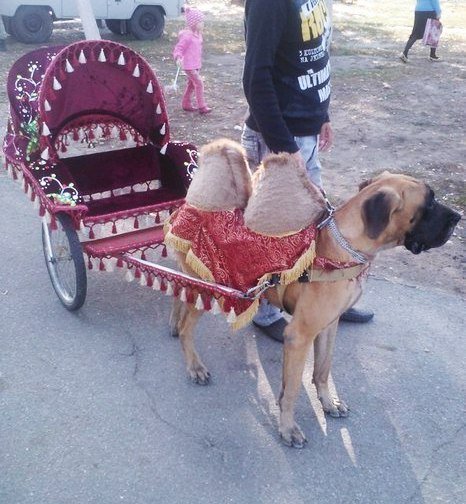 Fayton servis,yuksek xidmet,serfeli qiymet.
Heyvanlar: deveit ati.
#baku #Azerbaijan #gulmeli #comedy