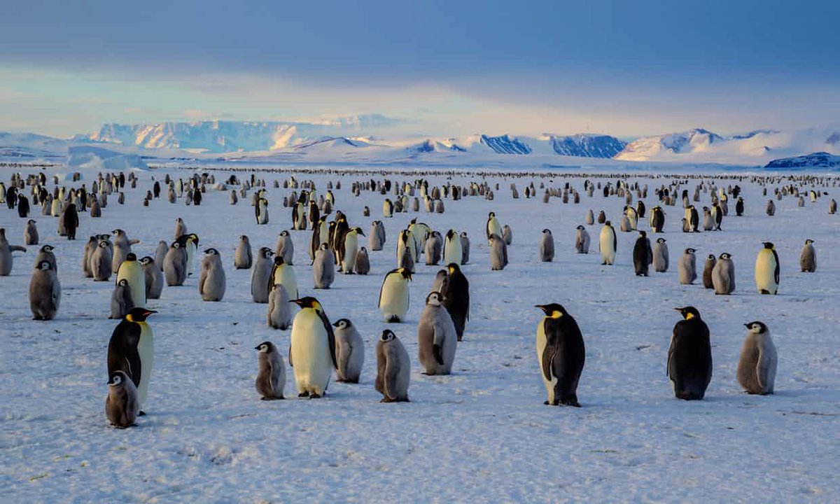 mwbloem's tweet photo. World's biggest #wildlife reserve planned for #Antarctica in #global campaign https://t.co/rS5P3sm1uk #climatechange https://t.co/iJ61UXI5Z2