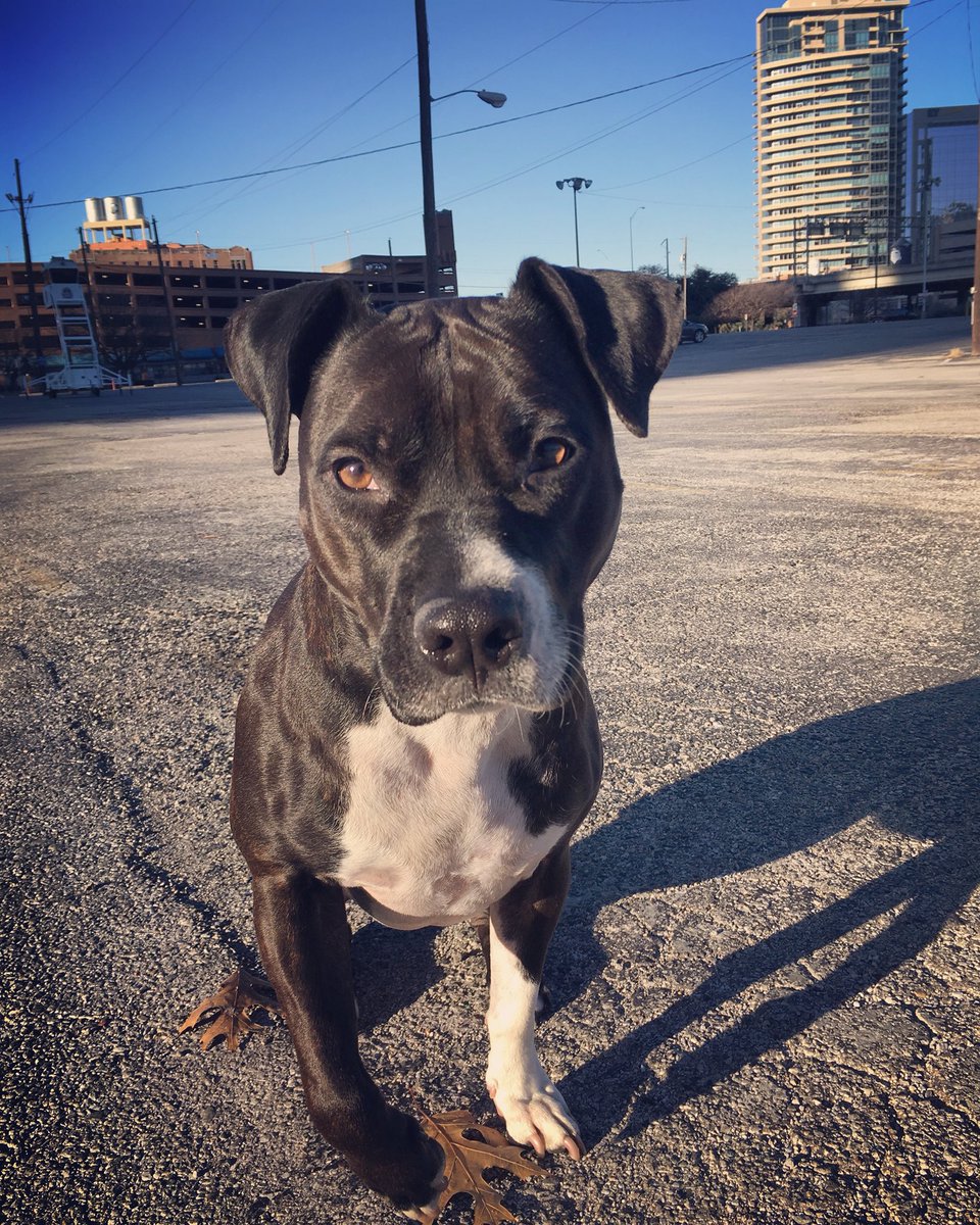 RUaMonster's tweet photo. Exploring @DallasWestEnd on Saturday mornings w/ Lady. Found her 2 yrs ago at Akard @dartmedia Station. #mydtd https://t.co/hzgYCmGVO6