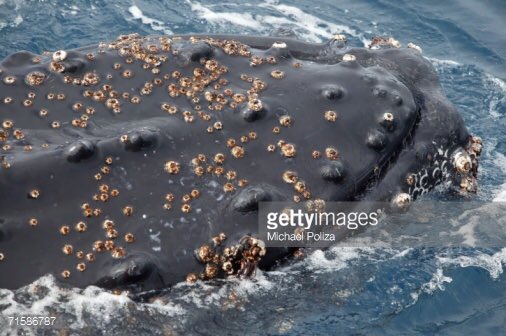 commensalism barnacles and whales