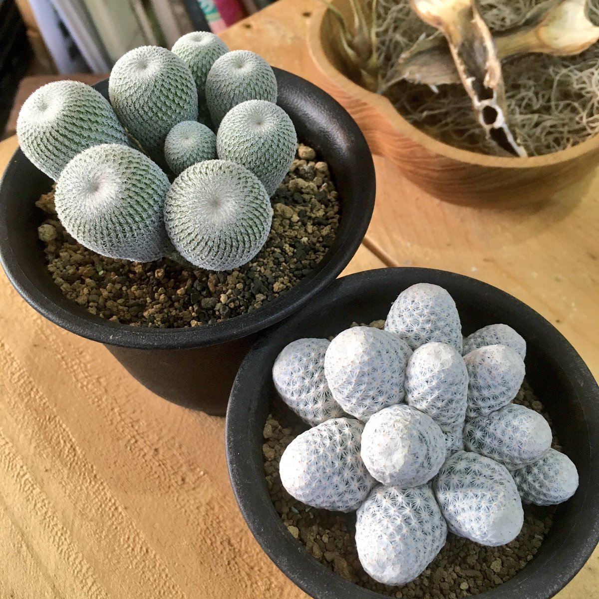 わんくろ エピテランサ属の月世界と マミラリア属の白鷺が入荷 サボテン 愛知 豊橋 わんくろ エピテランサ属の月世界と マミラリア属の白鷺が入荷 サボテン 愛知 豊橋